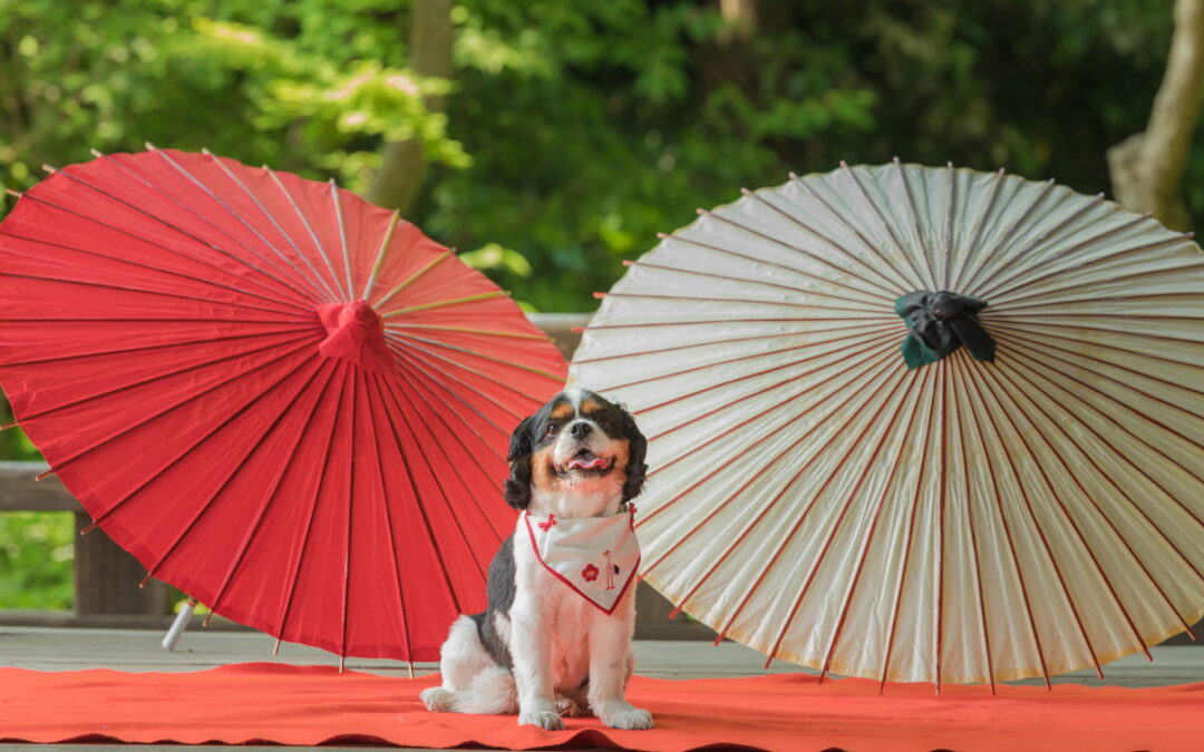 鎌倉:和装２着 M様Y様