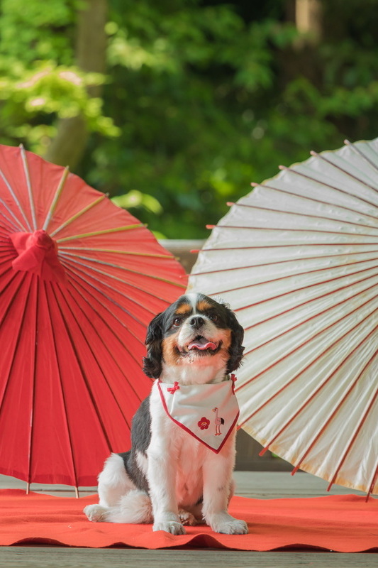 お客様の声 2023.06.26 I様O様