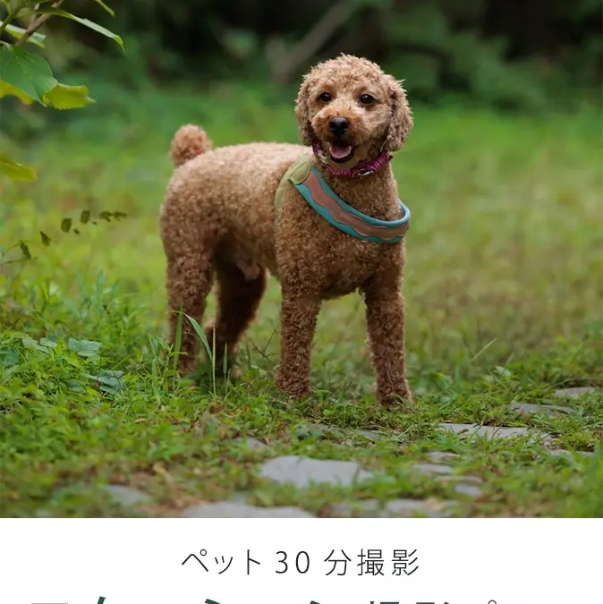 ペット撮影プラン