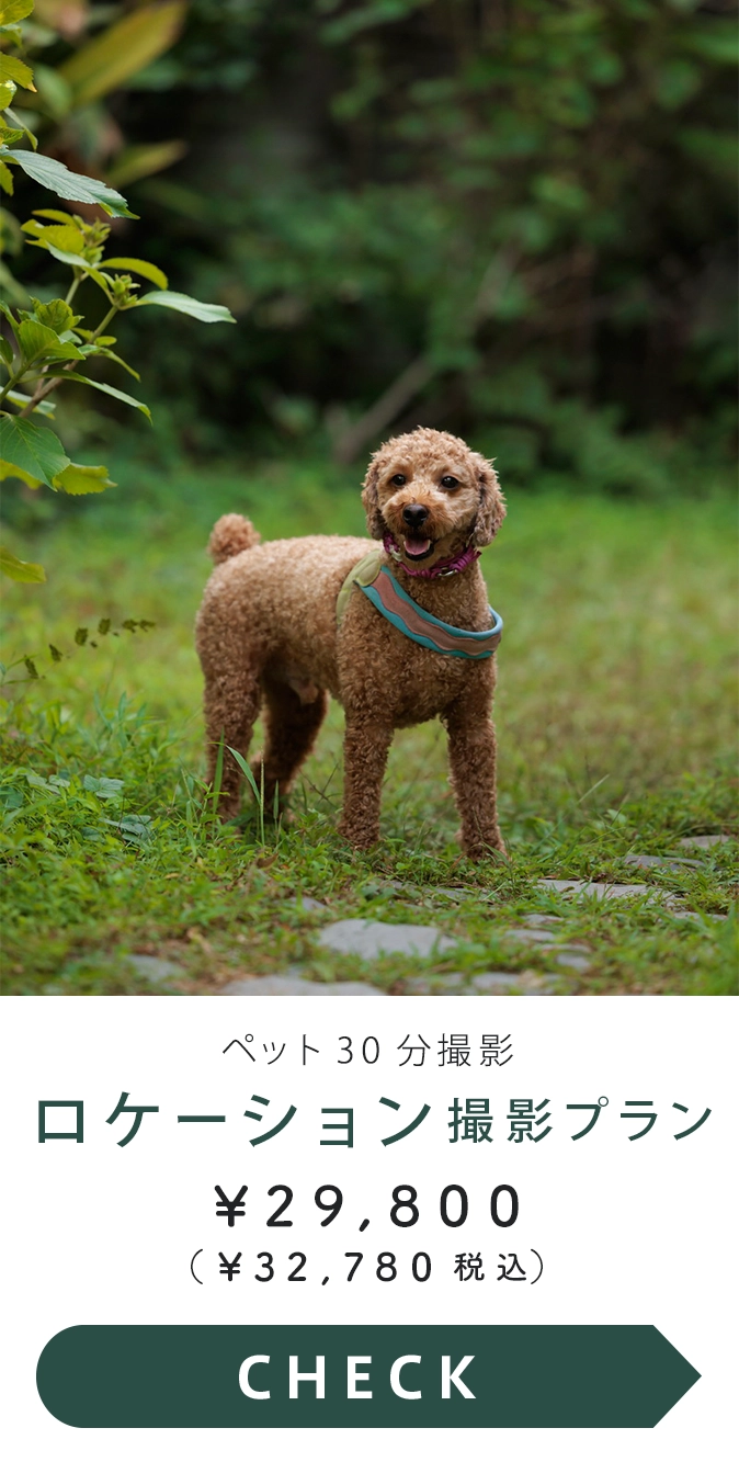 ペット撮影プラン