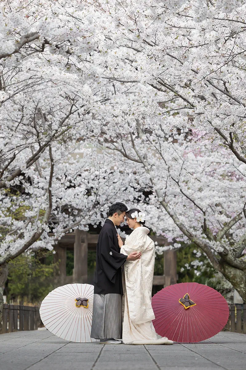 focus_sakura2026_main 鎌倉の緑深い山奥で、色打掛の新郎新婦が印象的な階段を背景に和装前撮りを行うウェディングフォト