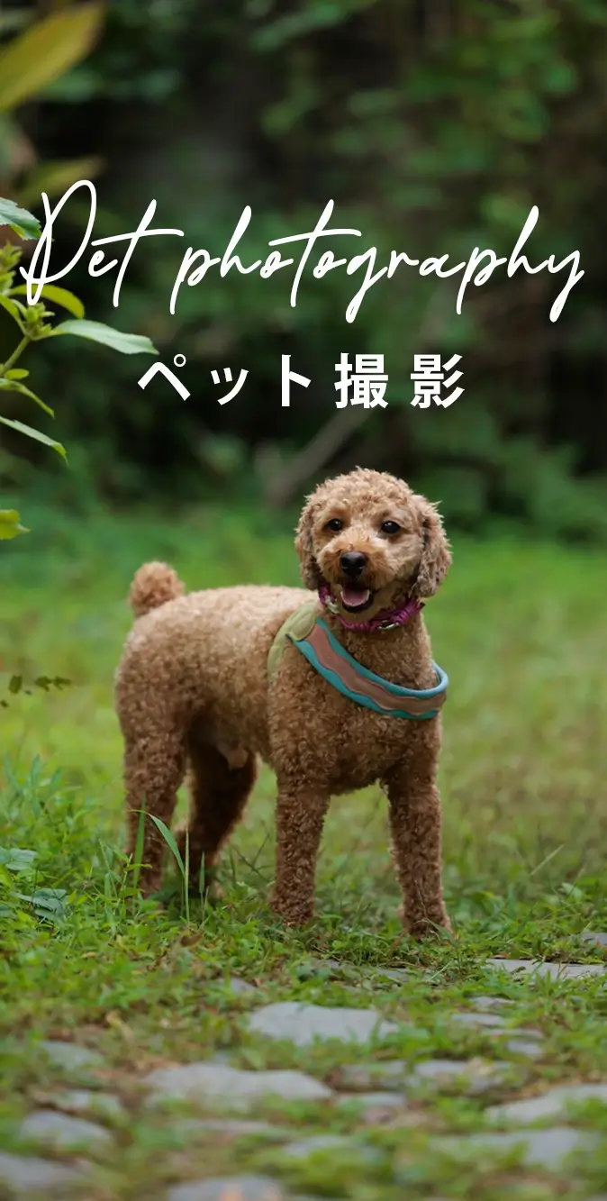 ペット撮影
