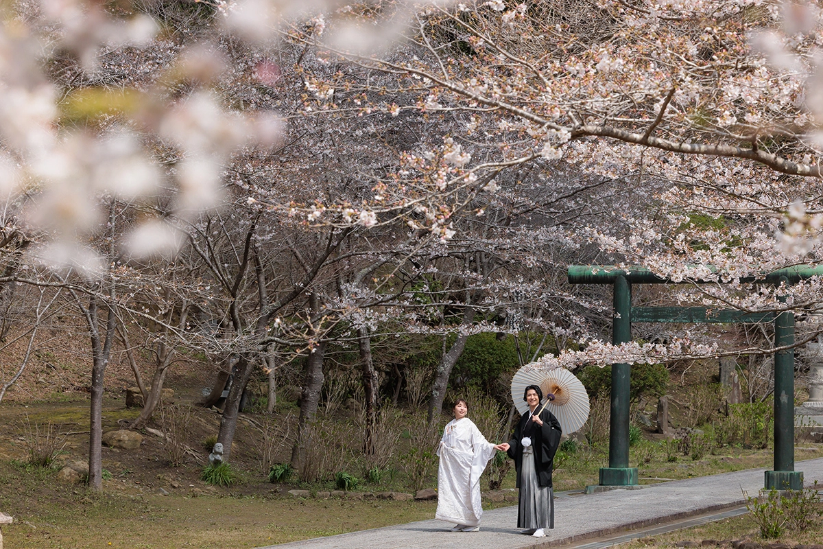 建長寺の桜並木の中で撮影した鎌倉の和装前撮り