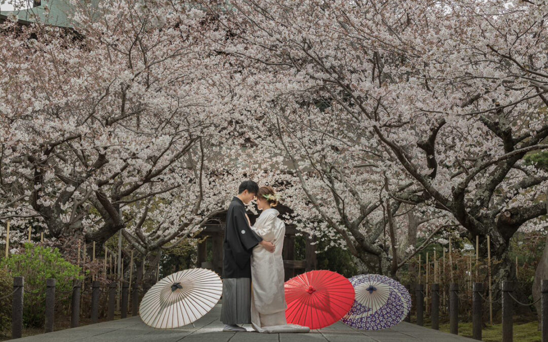 桜シーズンのおすすめ