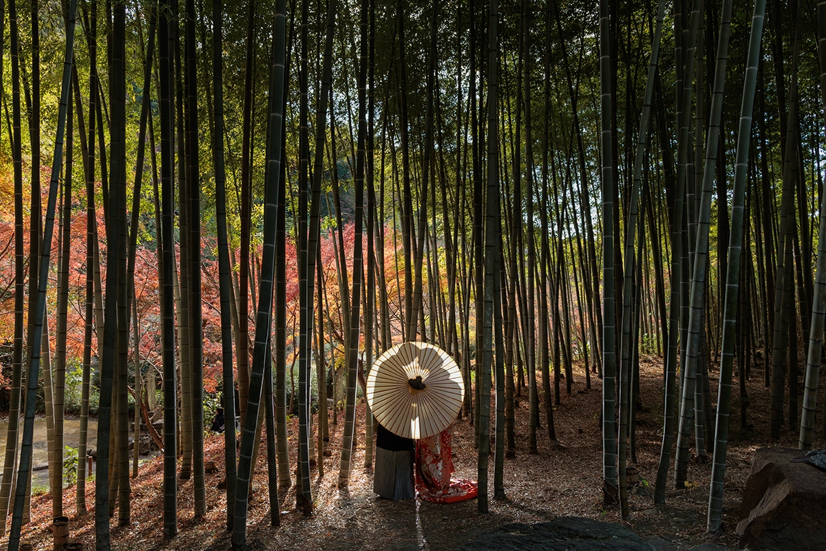 鎌倉・建長寺の竹林で和傘を使って撮影した和装前撮り写真