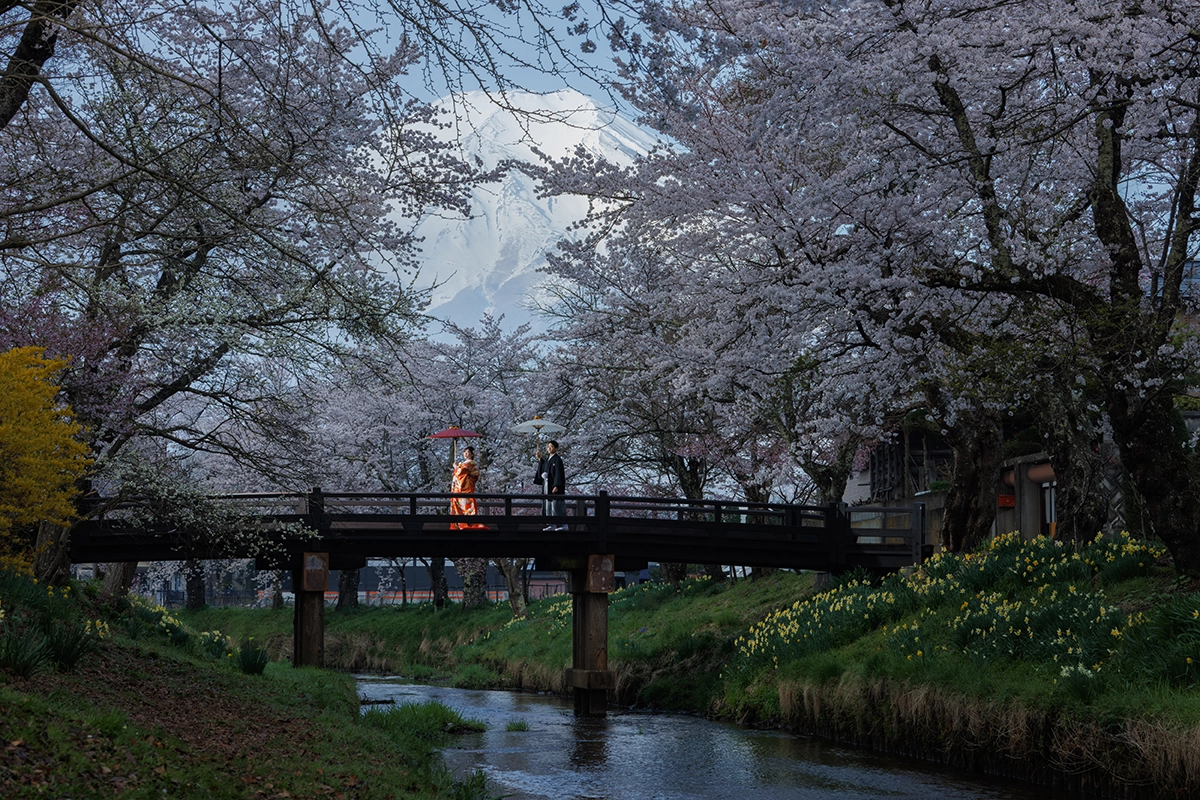 富士山と満開の桜を背景にした和装フォトウェディング