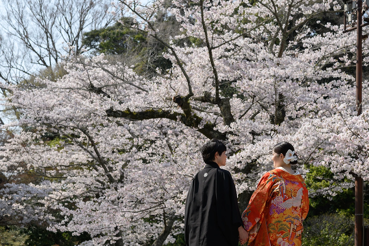 妙本寺で和装の色打掛と紋付袴を着た新郎新婦が桜を背景に写る和装前撮り