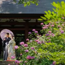 鎌倉・緑と紫陽花が綺麗なお寺 2024.06.14