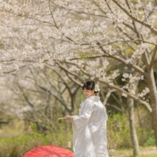 鎌倉・建長寺で春に撮影した和装前撮り 鎌倉・建長寺で白無垢を着用した新婦が桜の中で写る和装ウェディングフォト