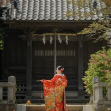 鎌倉・鎌倉本店の隣の神社で春に撮影した和装前撮り 鎌倉・鎌倉本店の隣の神社で色打掛を着用した新婦が後ろ姿を見せている和装ウェディングフォト