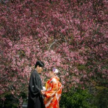 鎌倉・妙本寺で春に撮影した和装前撮り 鎌倉・妙本寺で色打掛を着用した新婦と紋付袴を着用した新郎が桜を背景に向かい合う和装前撮り