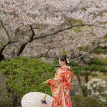 鎌倉・建長寺で春に撮影した和装前撮り 鎌倉・建長寺で色打掛を着用した新婦が扇子を桜を背景に扇子を持って写る和装前撮り