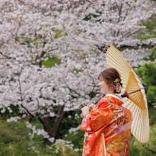 横浜・三渓園で春に撮影した和装前撮り 横浜・三渓園で色打掛を着用した新婦が桜を背景に番傘を持って写る和装前撮り