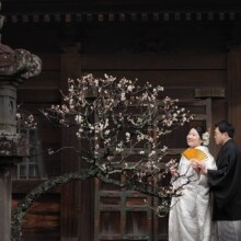 鎌倉のお寺で白無垢の和装を着た新郎新婦が梅の花の中で婚礼前撮りを行うウェディングフォト