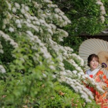 鎌倉・海蔵寺 2023.04.23 鎌倉のお寺、ユキヤナギの中で色打掛を着た新婦が和装前撮り、ウェディングフォトにぴったりな一枚。