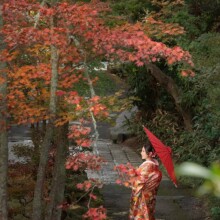 鎌倉・海蔵寺 2023.11.23 紅葉の美しい海蔵寺で色打掛の和装をまとった新婦の前撮りウェディングフォト
