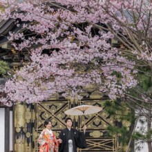 鎌倉・建長寺 2023.03.29 鎌倉の建長寺の唐門前で和装の新郎新婦が桜とともに前撮りを行うフォトウェディング