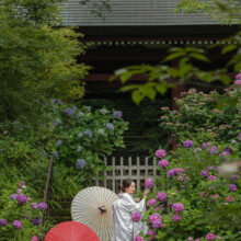 紫陽花が咲く鎌倉のお寺で、白無垢の和装を着た新郎新婦が番傘を使って婚礼前撮りを行うフォトウェディング