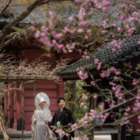 鎌倉・妙本寺 2023.03.29 梅が咲く妙本寺での和装前撮りウェディングフォト。春の風情が漂う人気撮影スポット。