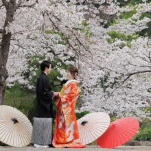 横浜・三溪園 2024.04.06 桜満開の三溪園、色打掛と黒紋付きの前撮りシーン