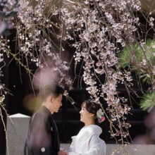 しだれ桜の下で白無垢と紋付袴の新郎新婦が寄り添う和装前撮り