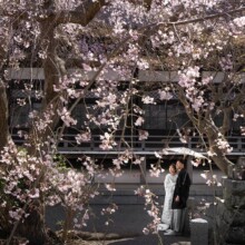 満開のしだれ桜に包まれた新郎新婦の和装前撮り。春ならではの特別な瞬間