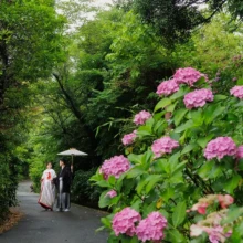 鎌倉・建長寺 2024.06.21 建長寺の紫陽花と新緑が広がる小径で、和傘を手に並んで立つ白無垢姿の新婦と紋付袴姿の新郎。初夏の鎌倉で撮影した白無垢前撮り・鎌倉和装前撮りのロケーションフォトです。