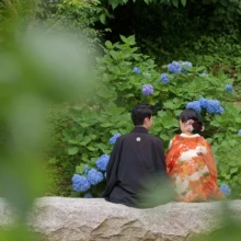 鎌倉・建長寺 2024.06.15 建長寺の紫陽花を背景に、石垣に腰掛ける色打掛姿の新婦と紋付袴姿の新郎の後ろ姿。初夏の鎌倉で撮影した色打掛前撮り・鎌倉和装前撮りのロケーションフォトです。