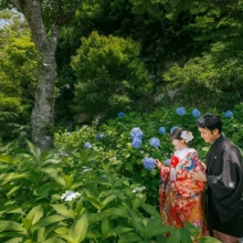 鎌倉・建長寺 2024.06.14 建長寺の紫陽花が咲く境内で、花を眺める色打掛姿の新婦と紋付袴姿の新郎。初夏の鎌倉で撮影した色打掛前撮り・鎌倉和装前撮りのロケーションフォトです。