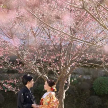 鎌倉・建長寺 2024.02.28 建長寺のおかめ桜を前景に、見つめ合う色打掛姿の新婦と紋付袴姿の新郎。早春の鎌倉で撮影した色打掛前撮り・鎌倉和装前撮りのロケーションフォトです。