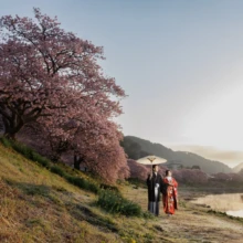 伊豆 和装 K様・Y様 南伊豆の満開の河津桜と川辺で、朝日を背に白い番傘を差す色打掛の花嫁と黒紋付袴の新郎を捉えた和装前撮り