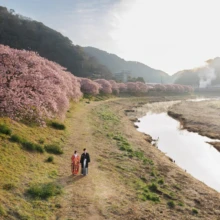 伊豆 和装 K様・Y様 河津桜が続く南伊豆の川辺を高い位置から見下ろし、色打掛の花嫁と黒紋付袴の新郎を雄大な景色の中に配した早朝撮影