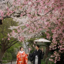 鎌倉 和装 K様・K様 2020.03.31 春の花が重なる妙本寺の境内を、白い和傘を差した新郎と赤い色打掛の新婦が手をつないで歩く姿