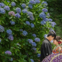 鎌倉 和装 M様・N様 2021.06.28 妙本寺の青紫の紫陽花を背景に、黒紋付袴の新郎と赤い色打掛姿の新婦が額を寄せ合う鎌倉フォトウェディング