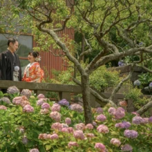 鎌倉 和装洋装 S様・S様 2021.06.25 英勝寺の縁側に立つ黒紋付袴の新郎と朱赤の色打掛の新婦を、手前の紫陽花越しに収めた和装前撮り