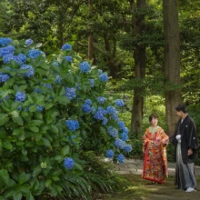 鎌倉 和装 M様・N様 2021.06.28 妙本寺の参道で、大きく咲いた青紫の紫陽花のそばに並ぶ色打掛姿の新婦と黒紋付袴の新郎の鎌倉和装前撮り