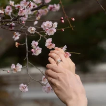 鎌倉 和装 K様・E様 2025.02.16 淡い桃色の梅の花に、結婚指輪を着けた新郎新婦の手を添えた早春の鎌倉前撮りのクローズアップ