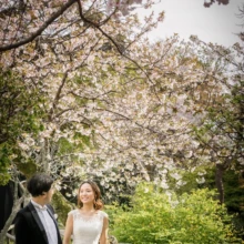 鎌倉 和洋装 H様・A様 2021.03.29 満開の桜の下で、ウェディングドレス姿の新婦と黒いタキシード姿の新郎が手をつなぎ、英勝寺の小径を歩く