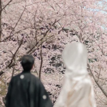 建長寺を彩る満開の桜をふたりで見上げる、春ならではの和装フォトウェディング|縁グラフィの姉妹ブランドLuca 建長寺の満開の桜を見上げる、綿帽子と白無垢姿の花嫁と黒紋付姿の新郎