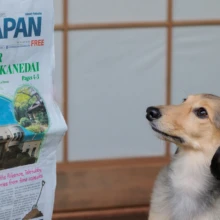ペット・家族写真 K様 2025.10.13 古民家スタジオの障子前で、英字新聞の「JAPAN」と書かれた紙面を見上げるロングコートダックスフンド