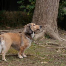 ペット・家族写真 K様 2025.10.13 鎌倉の神社にある大木のそばで立ち止まり、飼い主の方向を見上げるロングコートダックスフンド