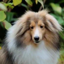 ペット・家族写真 K様 2025.11.02 緑の庭を背景に、茶色と白の長い毛を持つ愛犬が正面を見つめる鎌倉のペットポートレート