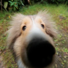 ペット・家族写真 K様 2025.11.02 鎌倉の古民家の庭で、カメラへ顔を近づけた愛犬の鼻を大きく捉えた遊び心のある広角構図