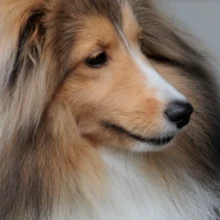 ペット・家族写真 K様 2025.11.02 柔らかな光の中で横を向く愛犬の顔立ちと、茶色から白へ移る繊細な毛並みを捉えたポートレート