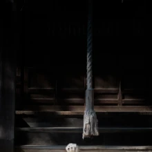 ペット・家族写真 H様 2025.11.15 神社の暗い拝殿を背景に、明るい光を浴びながら石段の前に座る白い小型犬の縦構図