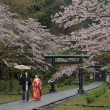 鎌倉 和装 M様・I様 2026.04.02 雨で濡れた建長寺の参道を、満開の桜と緑色の門を背景に白い番傘で歩く和装の新郎新婦