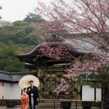 鎌倉 和装 M様・I様 2026.04.02 建長寺の装飾豊かな門と濃い桃色の桜を背景に、白い番傘の下で並ぶ色打掛の新婦と黒紋付袴の新郎