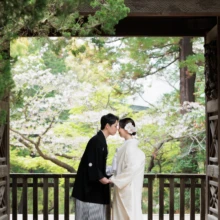 鎌倉 和装 T様・K様 2026.04.05 円覚寺の木造門で、満開の桜を背景に額を寄せ合う黒紋付袴の新郎と白無垢の新婦の鎌倉和装前撮り